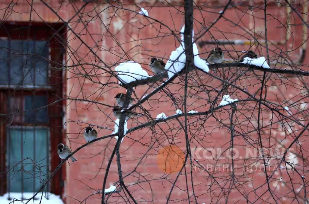 Якою буде погода цими вихідними та на Різдво