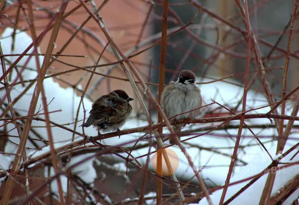 Похолодання до -15: якою буде погода на Полтавщині цього тижня