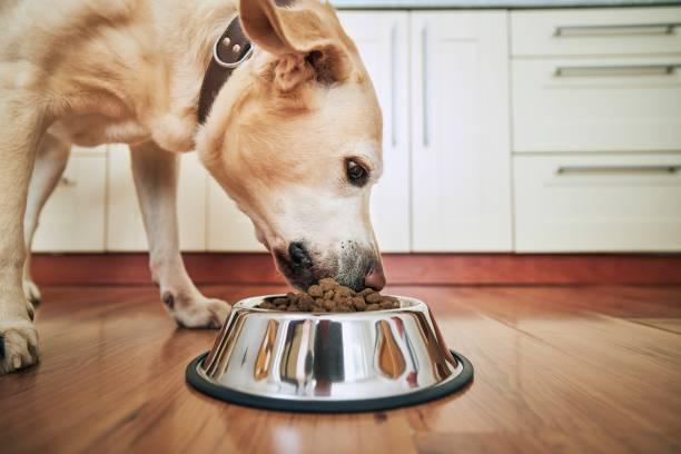 Обираємо корм для собак великих порід: на що звернути увагу?