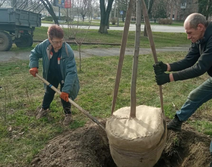 У Полтаві активно відбувається озеленення міста