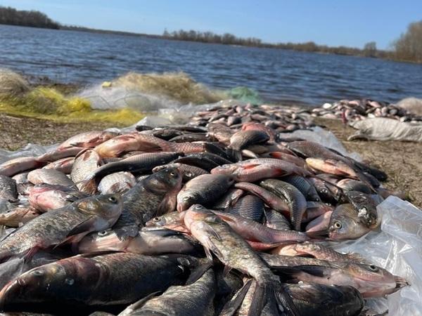 Чоловік на Полтавщині наловив риби на 3,1 млн. гривень
