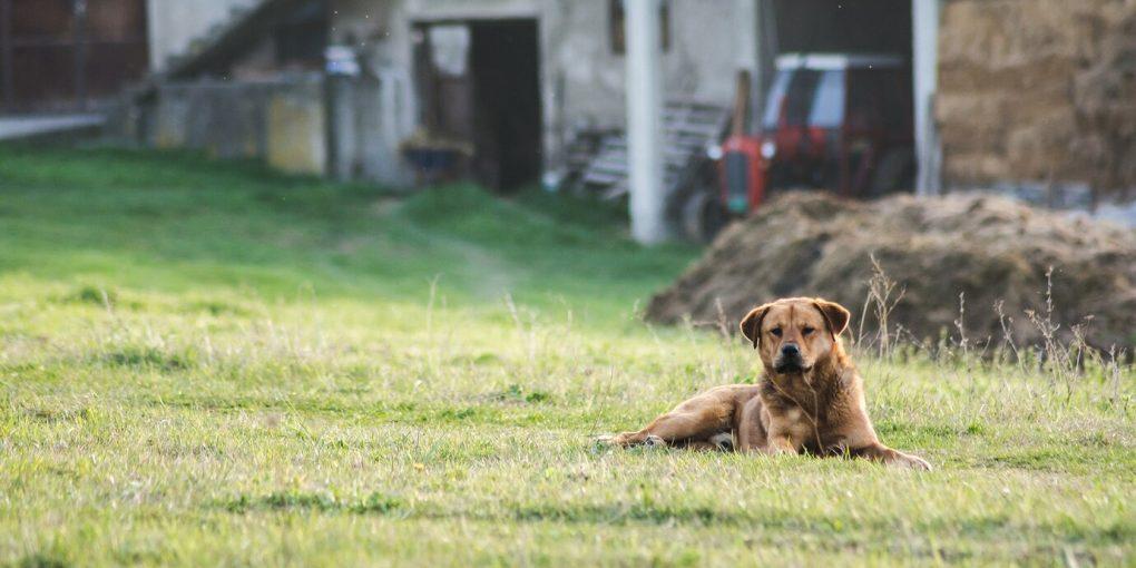 На Полтавщині у собаки виявили сказ