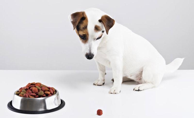 Корм для собак маленьких порід: ключові відмінності та рекомендації