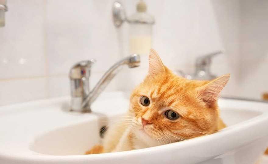 У звʼязку з аварією головної каналізаційної станції, водопостачання у Полтавській громаді буде за графіком