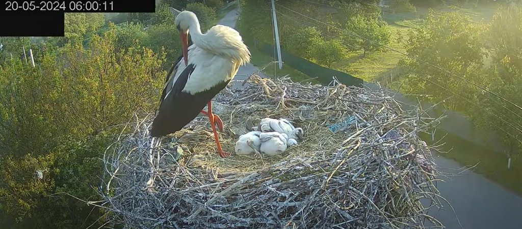 У Полтавських лелек Грицька та Одарки з'явились пташенята