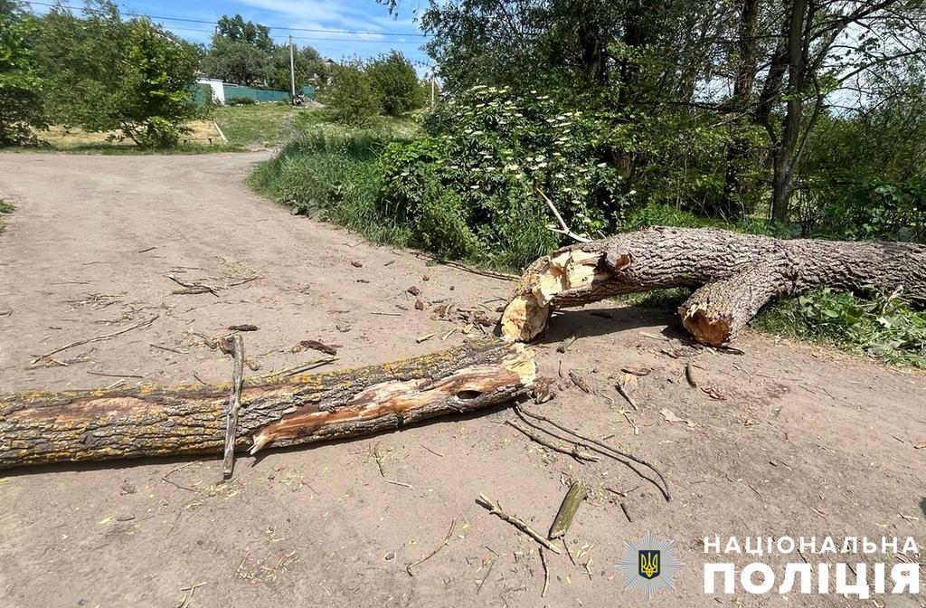 У Полтаві на чоловіка впало дерево: постраждалий загинув