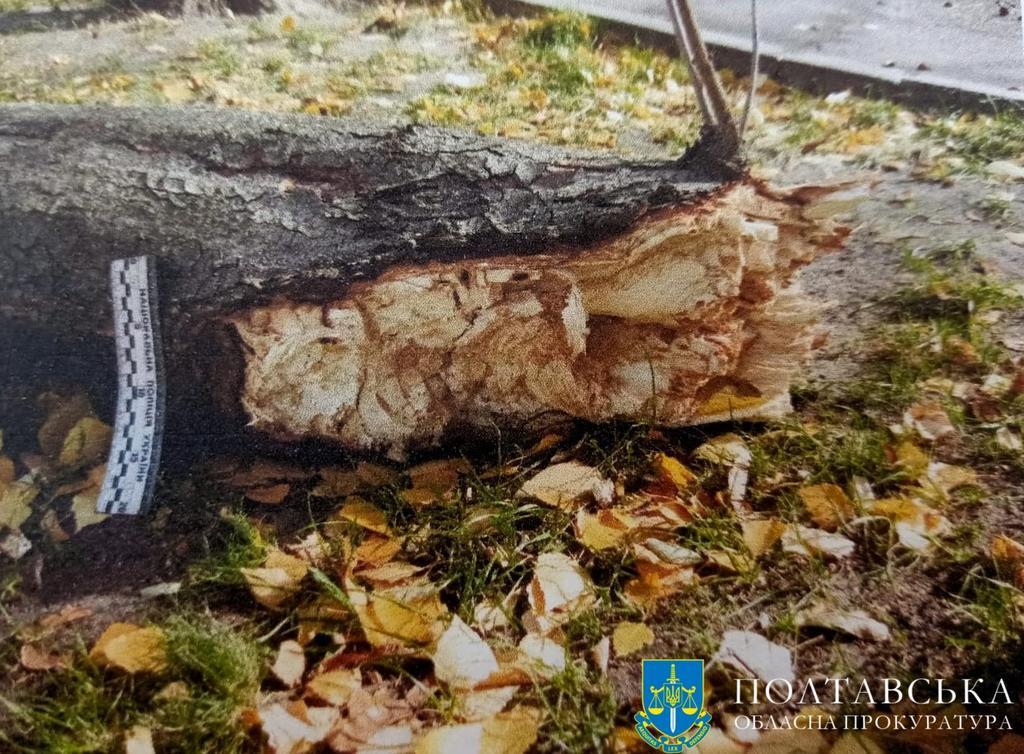 Колишнім працівникам дитсадка в Кременчуці висунули підозри через три роки після того, як дерево вбило дитину