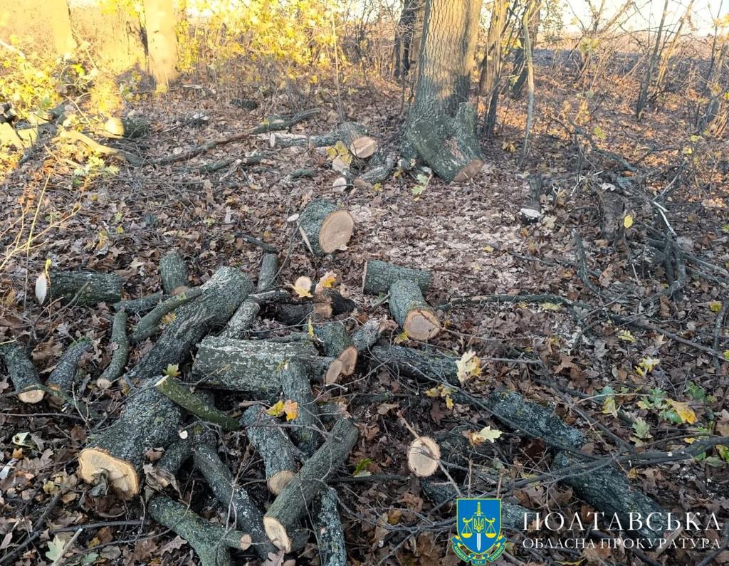 На Полтавщині засудили підприємця за масштабну незаконну вирубку дерев на 3 млн грн