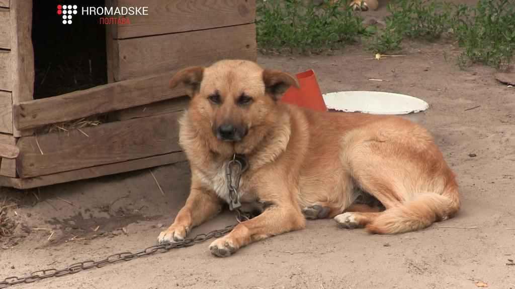 Щороку за міською програмою в Полтаві стерилізують сотні тварин