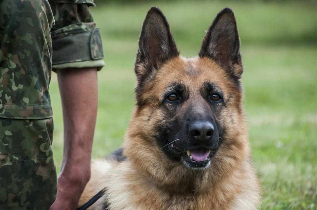 Найвідданіші з відданих: як службові собаки допомагають поліції та рятувальникам. ФОТО, ВІДЕО
