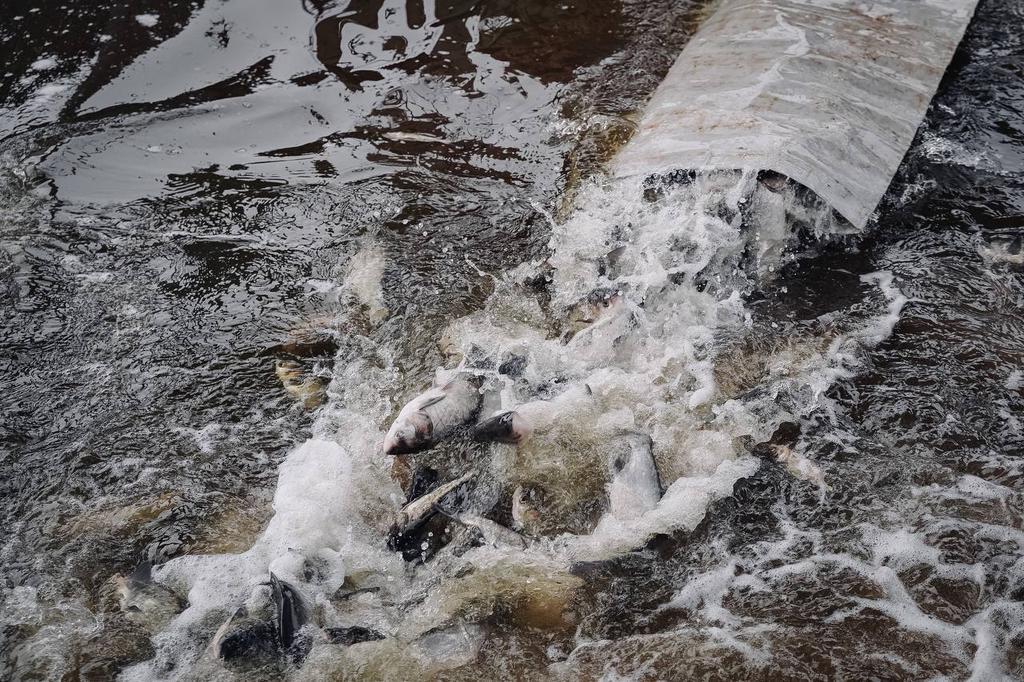 Товстолобики для Ворскли: на Полтавщині зариблюють водойми