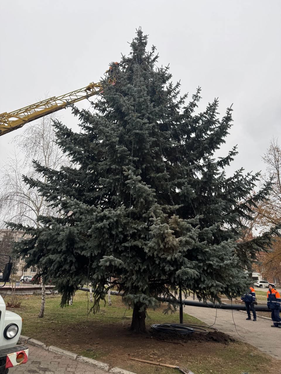 На Подолі у Полтаві встановлюють ялинку за підтримки місцевого бізнесу
