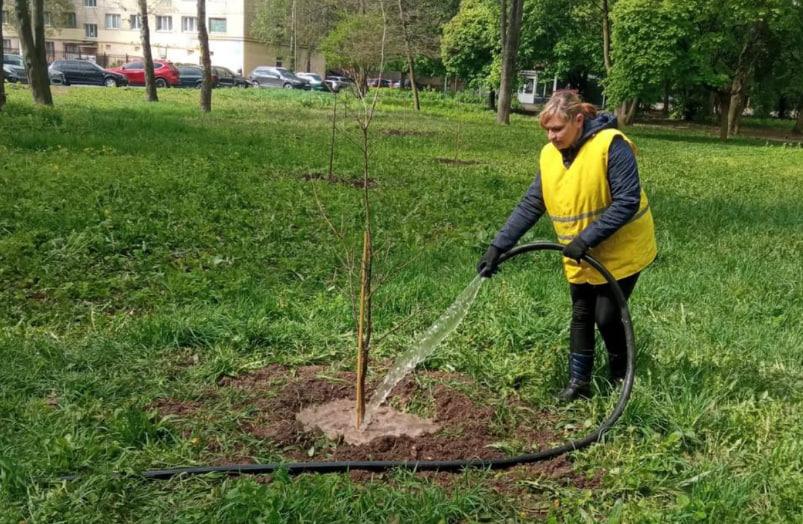 Луки замість газонів та 1000 нових дерев: як будуть озеленювати Полтаву 