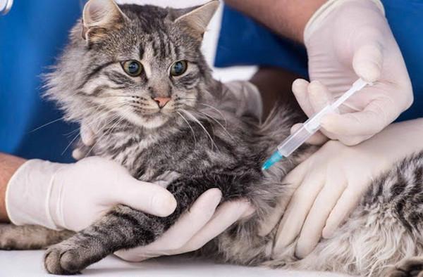 У Яківцях можна безкоштовно вакцинувати котів та собак від сказу