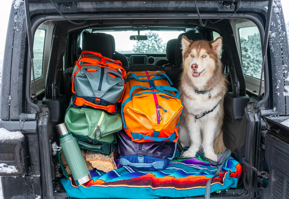 Список необхідних речей для подорожей із собакою