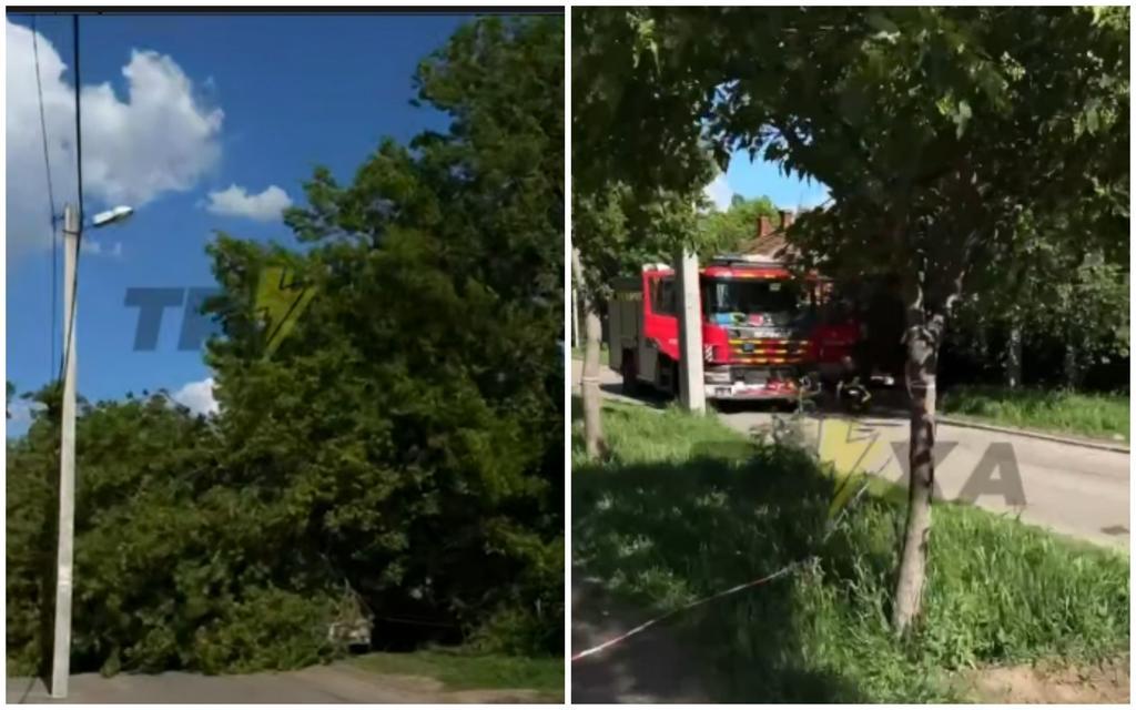 У Полтаві на припарковане авто впало дерево