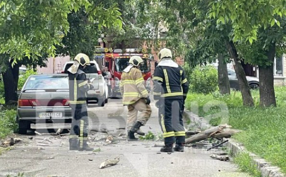 У Полтаві після травмування дитини терміново взялися за видалення аварійних дерев