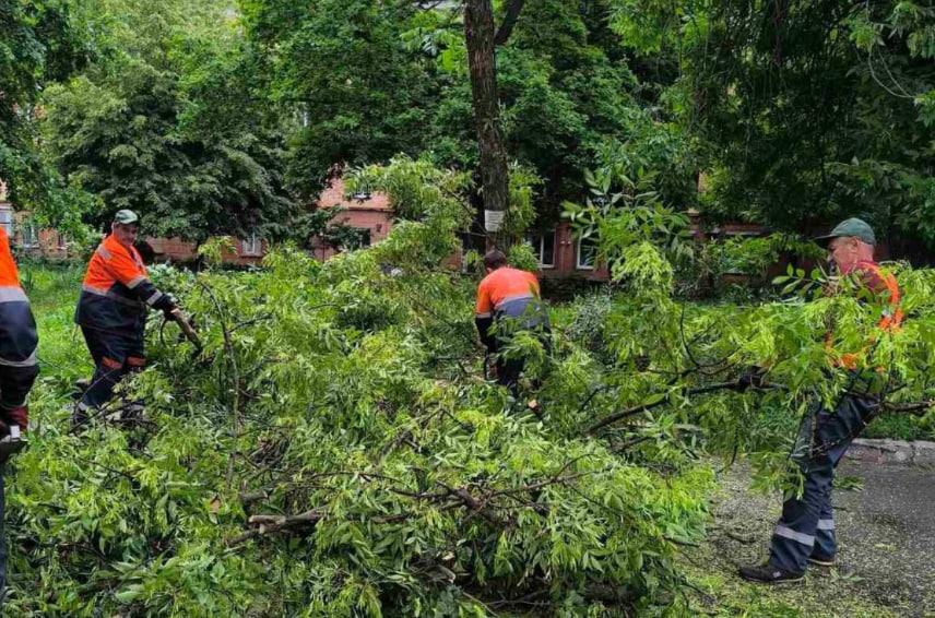 У Полтаві підписали договір на видалення 100 аварійних дерев