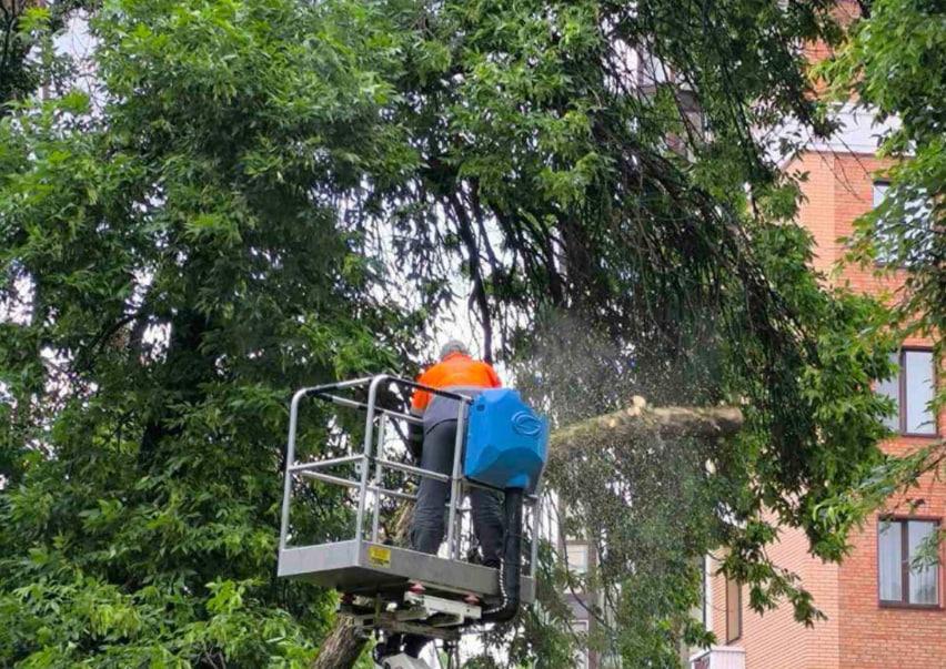 Після нещасного випадку в центрі Полтави почали видаляти аварійні дерева