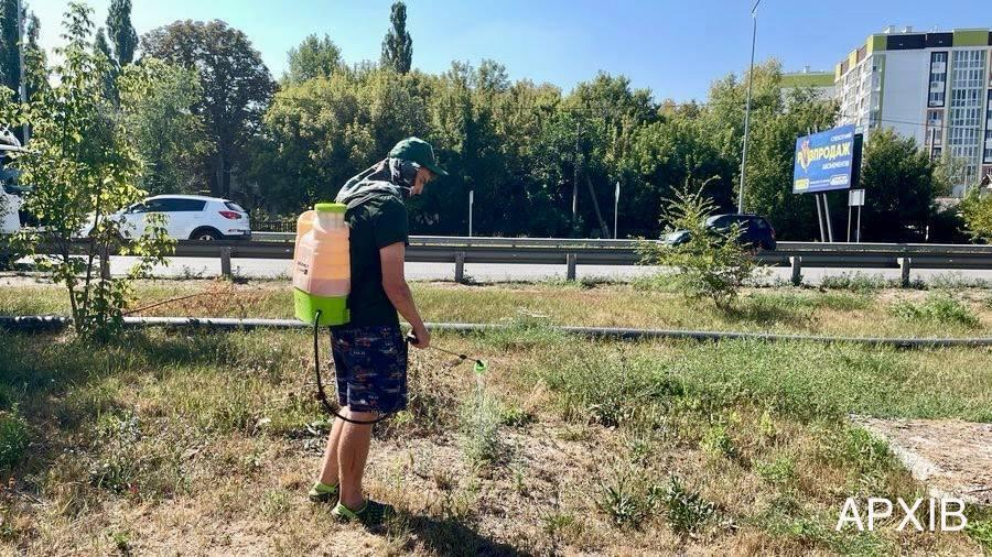 Цьогоріч у Полтаві виділили 5 млн.грн на боротьбу з амброзією