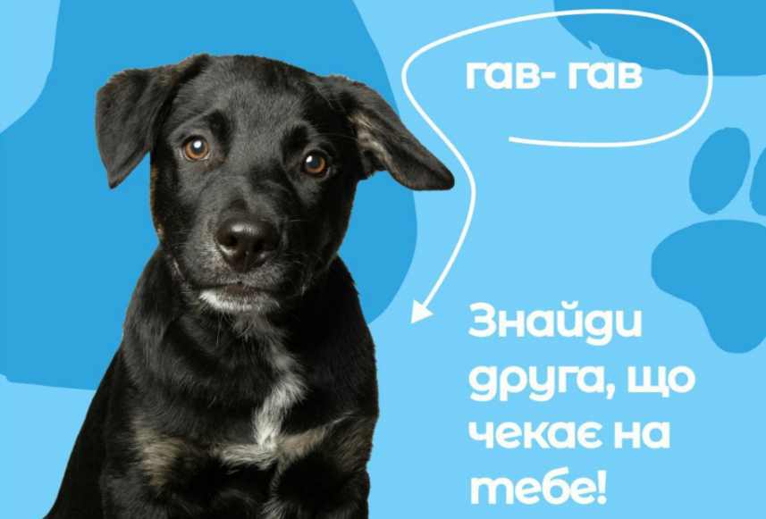 У Полтаві вперше відбудеться фестиваль з прилаштування безпритульних тварин
