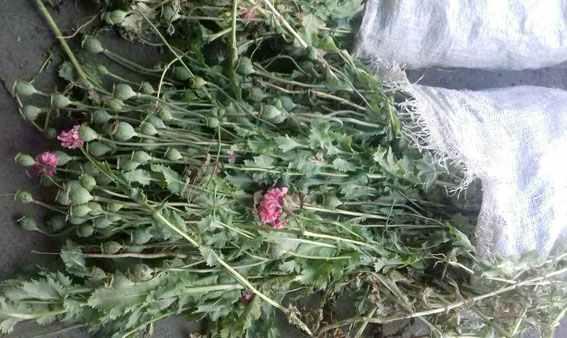 На Полтавщині пенсіонерка вирощувала мак