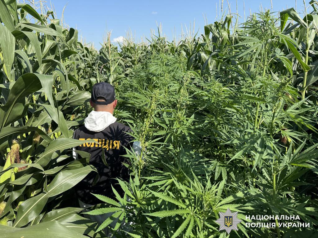 Спецоперація «Джентельмени»: на Полтавщині викрили незаконні посіви конопель і маку. ФОТО