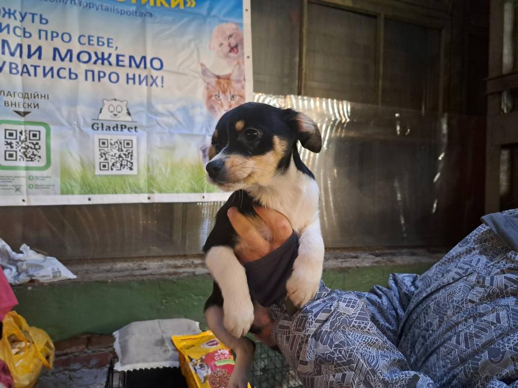 У Полтаві відбудеться вже другий ЛапкоФест з прилаштування тварин