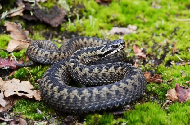 На Полтавщині цього літа зафіксували 9 випадків укусів змій, серед постраждалих – четверо дітей
