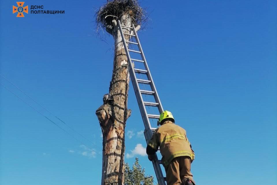 Надзвичайники на Полтавщині врятували лелеченя, яке чотири дні самотньо сиділо у гнізді