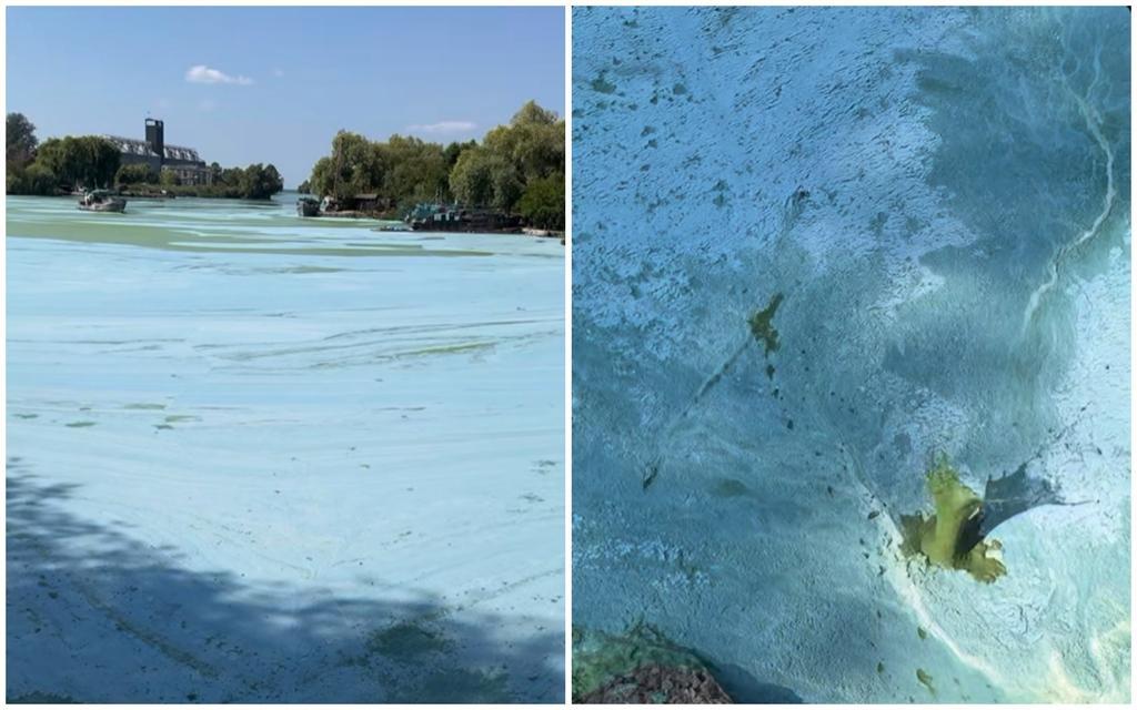 «Просто зелена каша»: на Кременчуцькому водосхвищі зацвіла вода