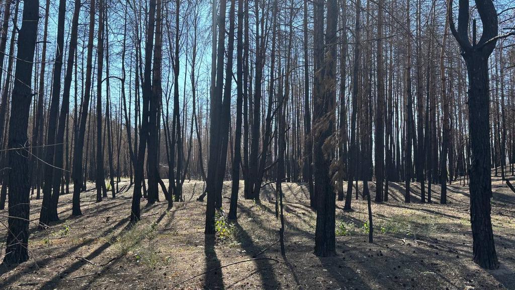 Як виглядає згарище найбільшої пожежі на Полтавщині через рік?