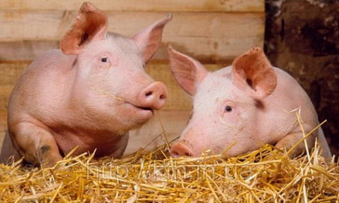 В Україні поголів’я свиней зменшилося майже на десять відсотків