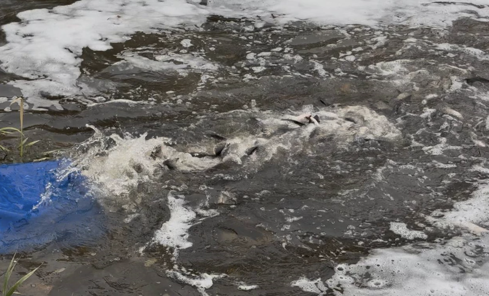 У водоймі Кременчука випустили понад 10 тисяч екземплярів товстолоба