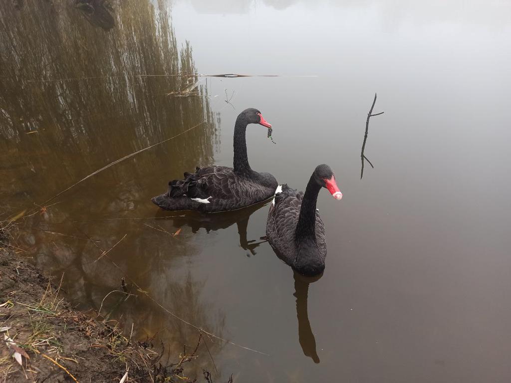 У полтавському Дендропарку рятують лебедів від рибальських пасток
