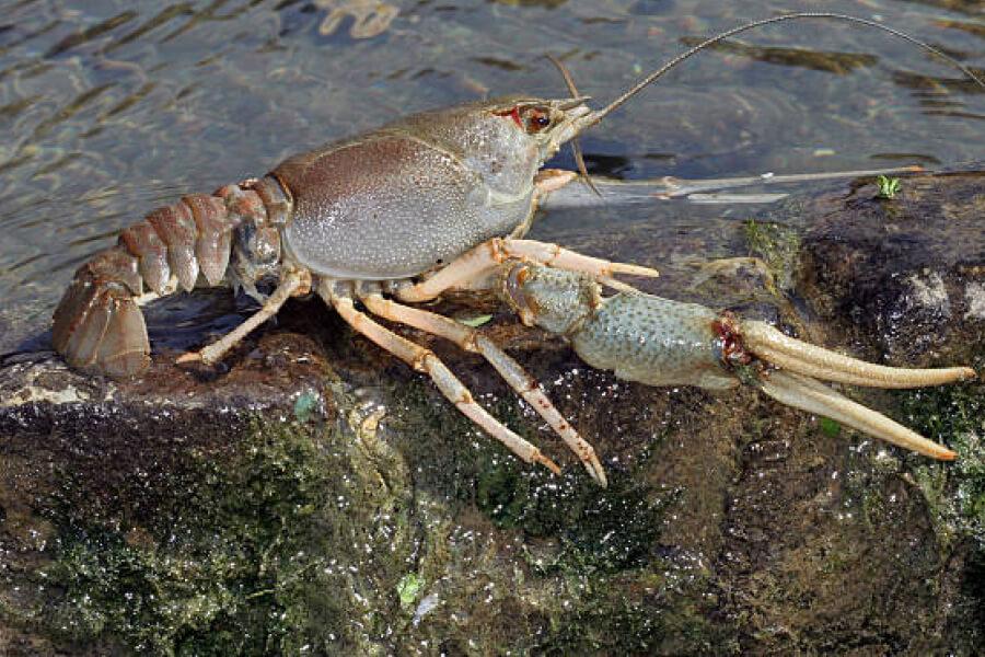 На Полтавщині заборонили ловити раків