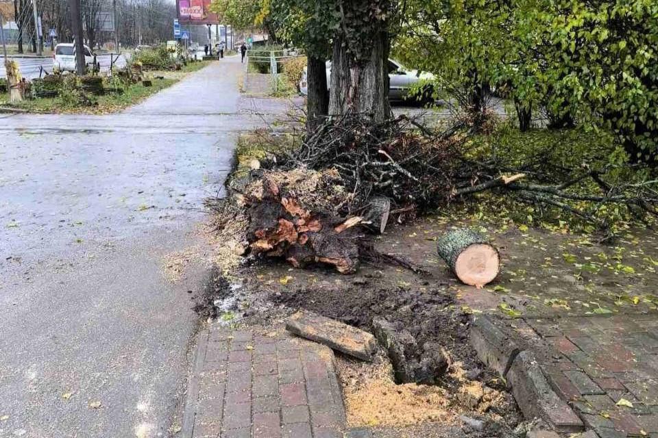У Полтаві з початку року прибрали понад 3 тисячі аварійних дерев