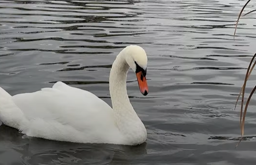 Коли у полтавському Дендропарку переселятимуть лебедів?