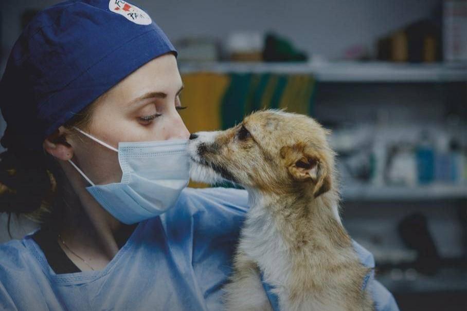 У Полтаві відбудеться фотовиставка «Чотири лапи – тисячі історій»