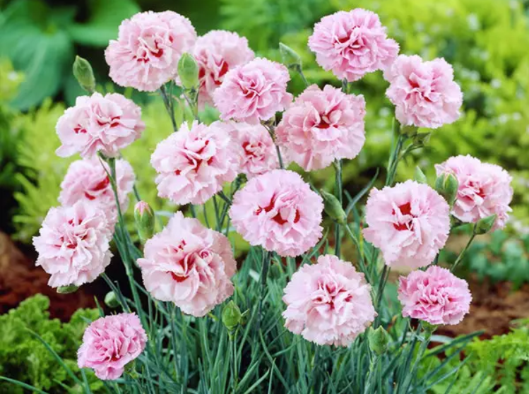 Чому гвоздики садові стають улюбленцями садівників?