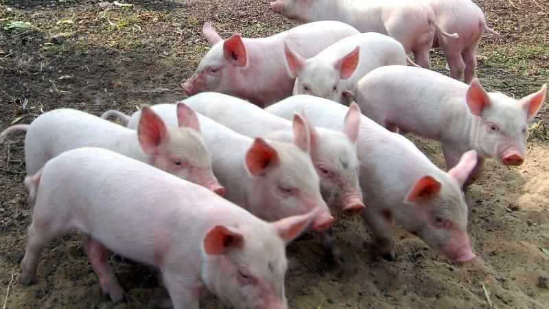 Полтавщина утримує «лідерство» по кількості спалахів африканської чуми свиней