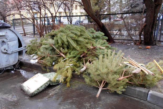 Куди в Полтаві викидати ялинку після новорічних свят?