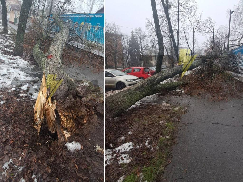 Біля стадіону «Динамо» в Полтаві впало аварійне дерево