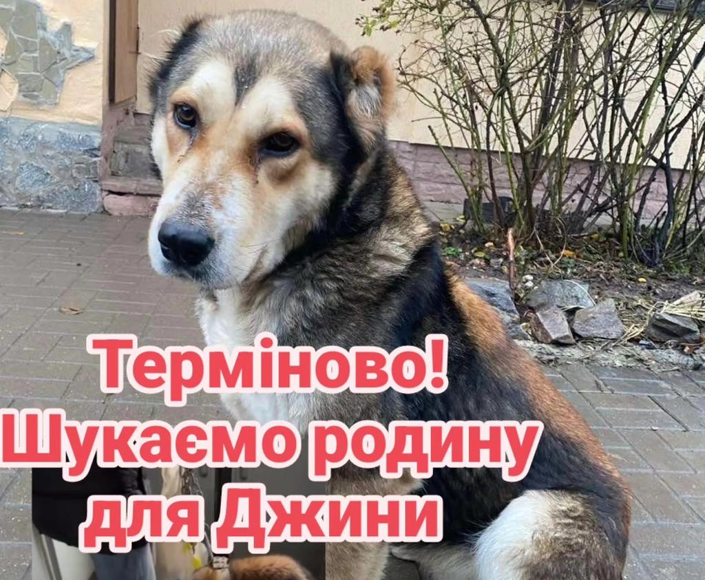 В полтавській електричці чоловік перевозив собаку з обмотаною скотчем мордою