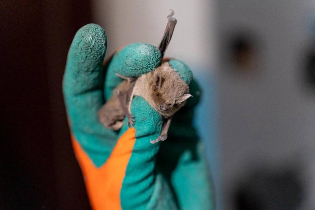 У Полтаві під час заміни вікон врятували понад 70 кажанів