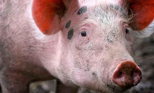 Черговий спалах АЧС зафіксували на Полтавщині