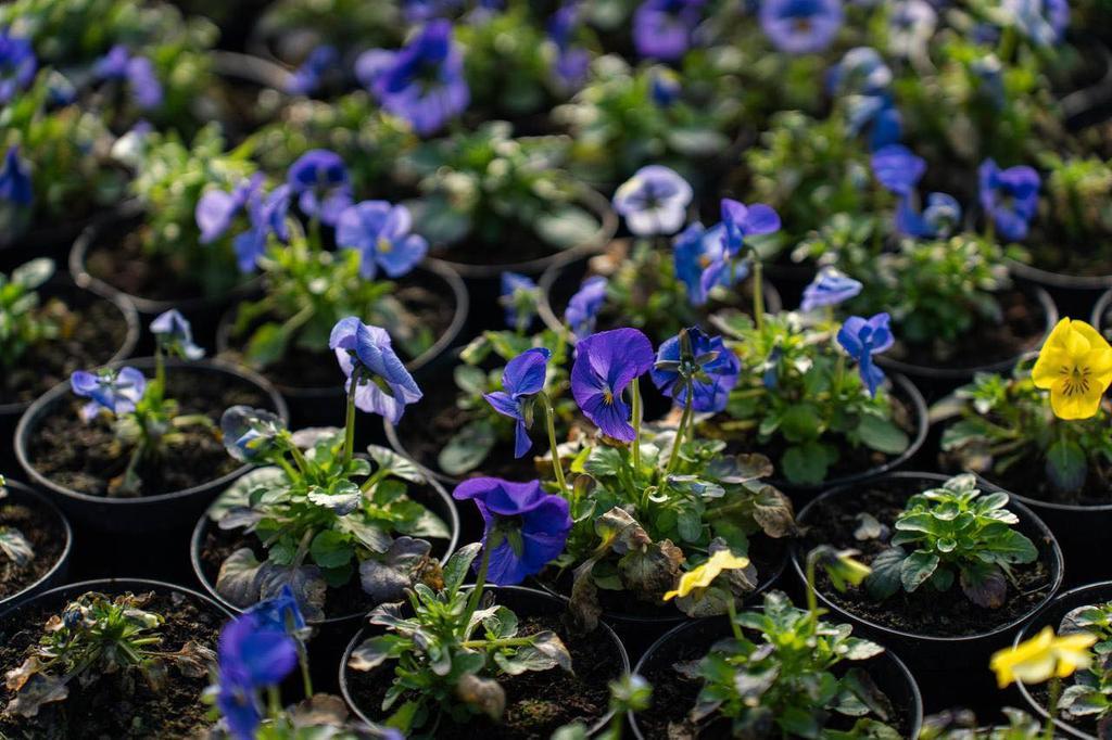 У Полтаві виростили понад 90 тисяч квітів для нового сезону