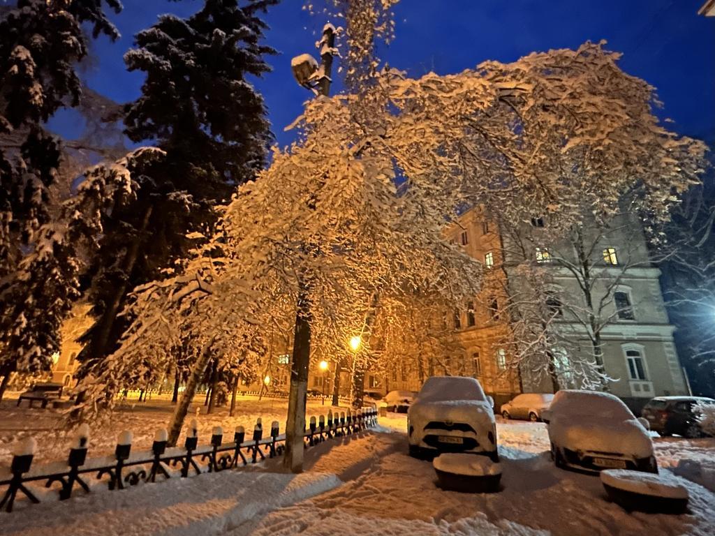 У Полтаві масово ламаються гілки і падають дерева: чому так відбувається?