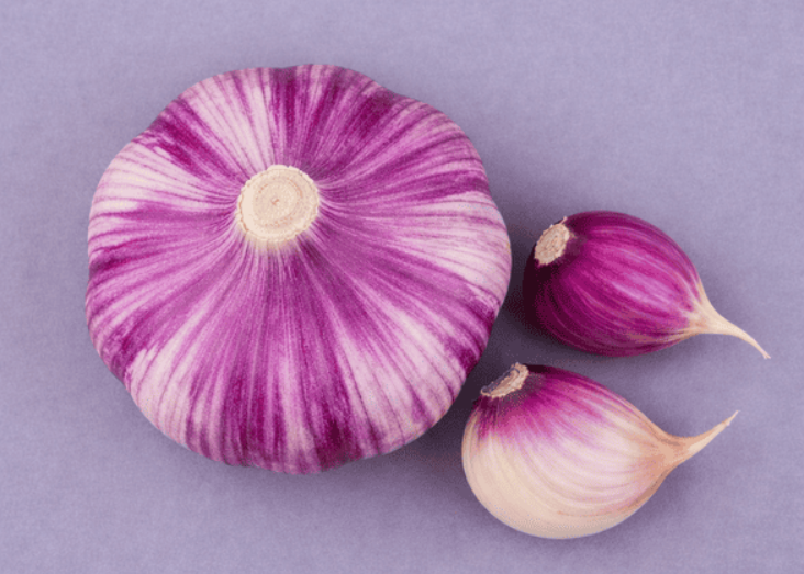 Часник Любаша оптом для агробізнесу: врожайність, рентабельність, масштаб