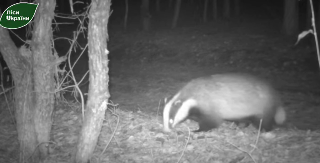 У лісах Полтавщини помітили борсука після зимової сплячки